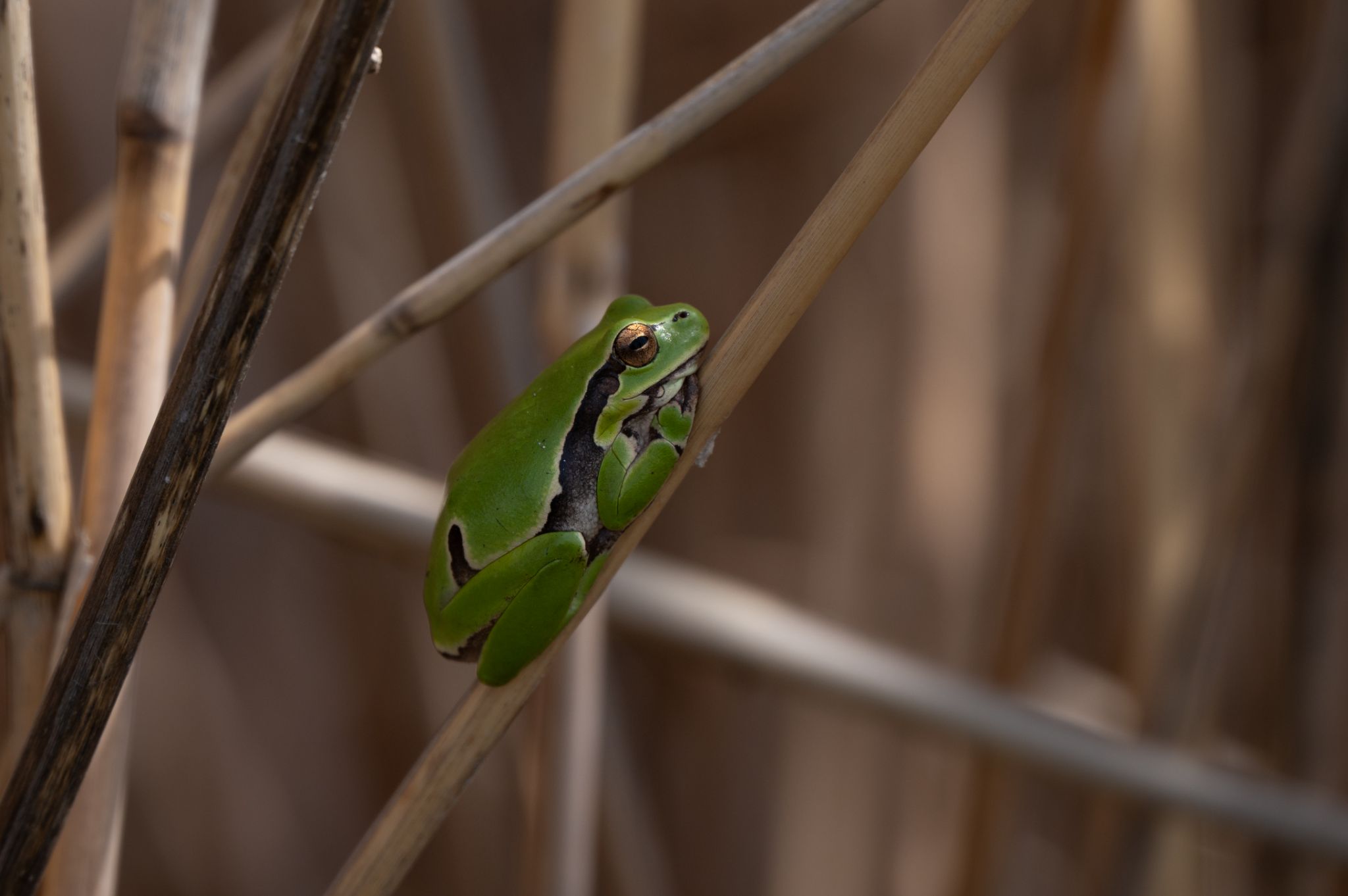 Laubfrosch grün Hyla arborea